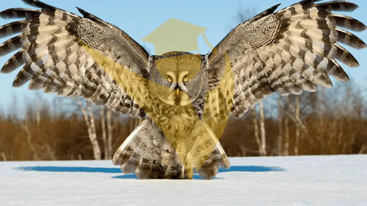 “Owl's Wisdom”