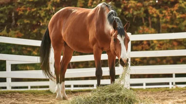 “Eating like a horse”