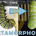 Metaphors for Transformation