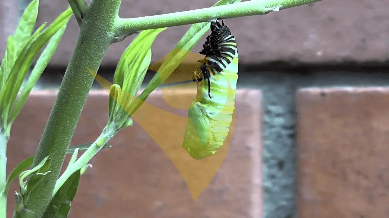 A Caterpillar Breaking Out of its Cocoon