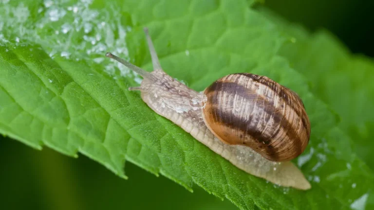 Green as a Snail's Trail