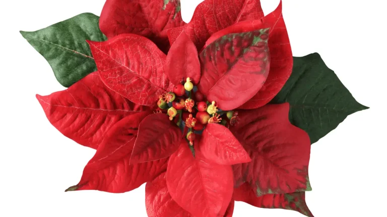 He’s a Poinsettia