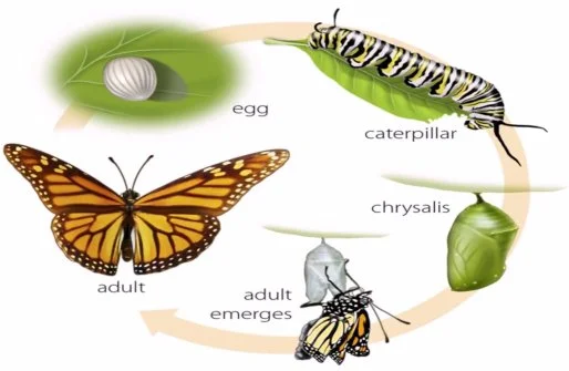 Turning Phases of Caterpillar
