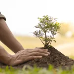 Metaphors For Tree