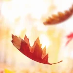 Metaphors for Fall