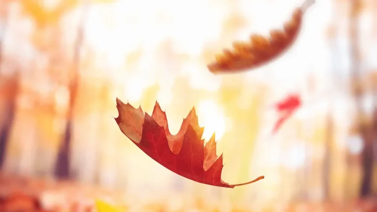 Choice 30 Best Metaphors for Fall