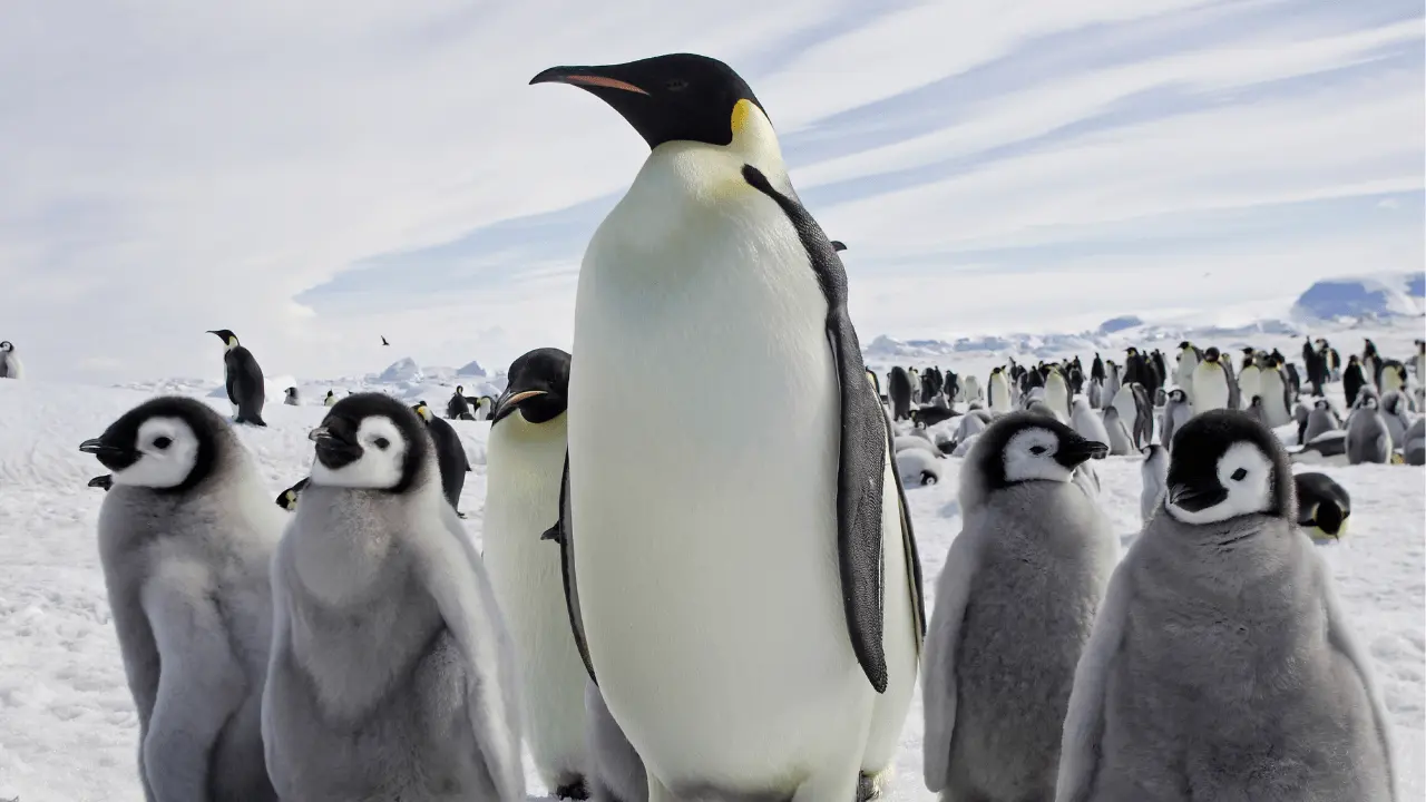 Penguin's Community