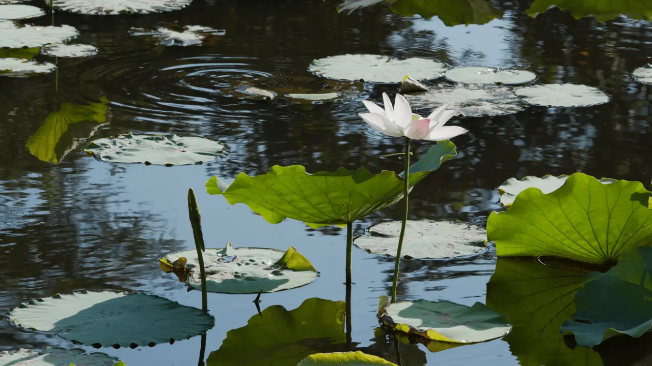 Green as a Water Lily on a Pond