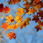 Metaphors For Autumn