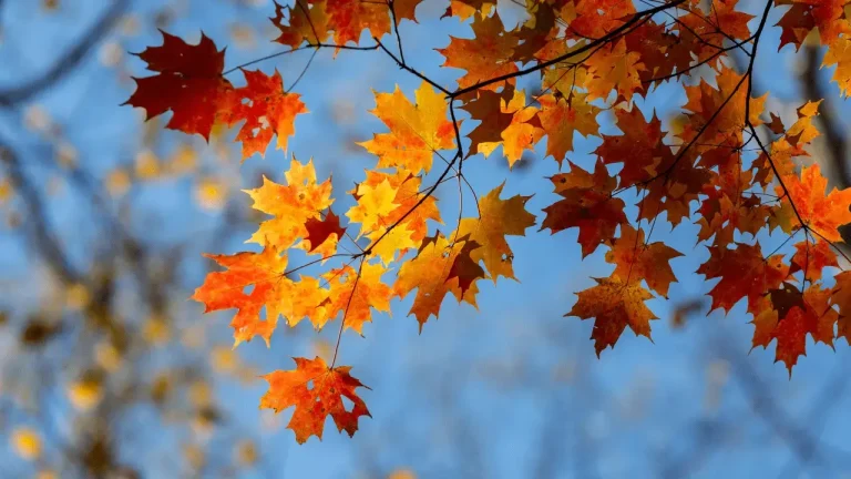 30 Metaphors For Autumn & Falling The Colors