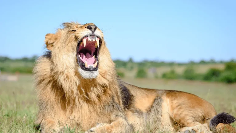 A Roaring Lion