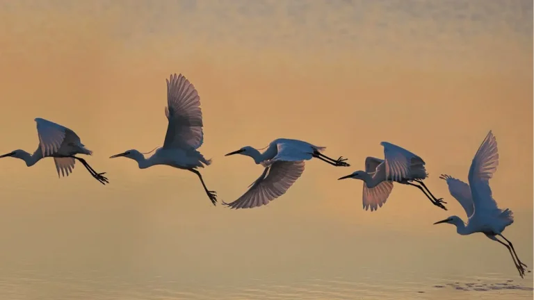 A Flight of Birds