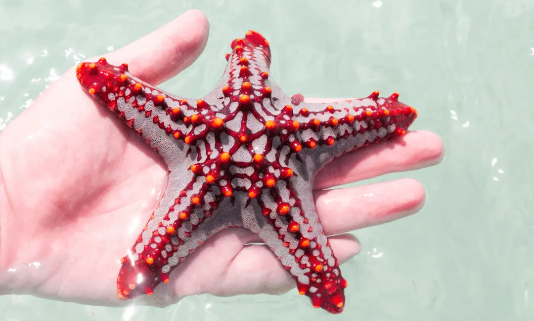 Summer is a Starfish