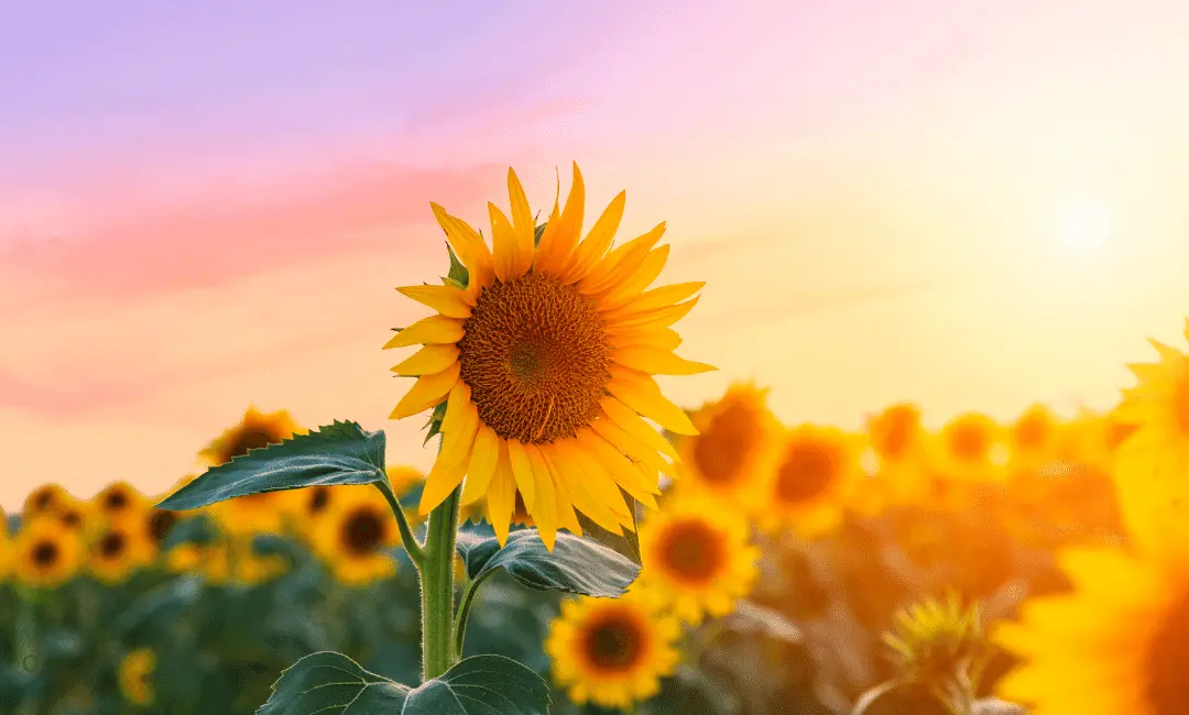 Summer is a Sunflower