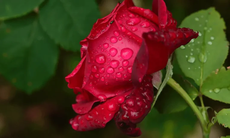 It’s Raining Roses