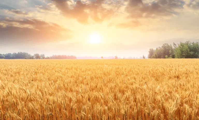 A Field of Wheat