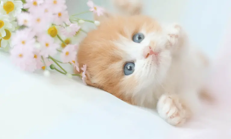 As Soft as a Kitten