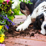 What Causes Stress in Dogs and How CBD Can Help