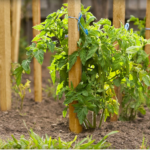 Garden Stakes