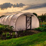 Affordable and Efficient DIY Hoophouses for Beginners 