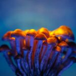 Magic Shrooms Canada