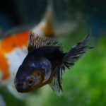 Why Is My Goldfish Turning Black? Understanding the Causes and Solutions