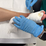 Advanced Dressing Equipment Is Essential