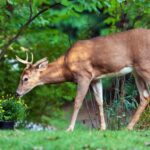 Deer Out Without Trapping Them