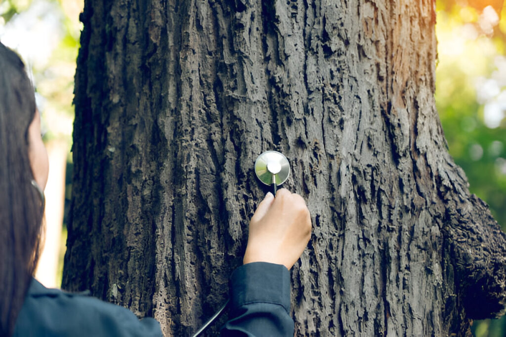 Professional Tree Care