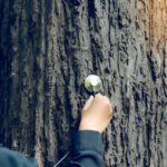 Professional Tree Care