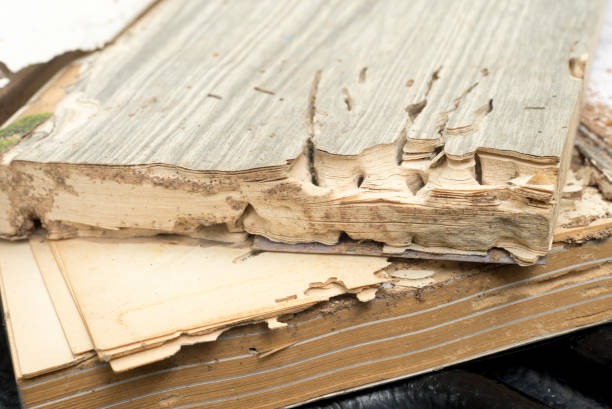 Termite-Proof Plywood