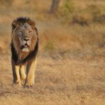 Tracking Lions and Beyond