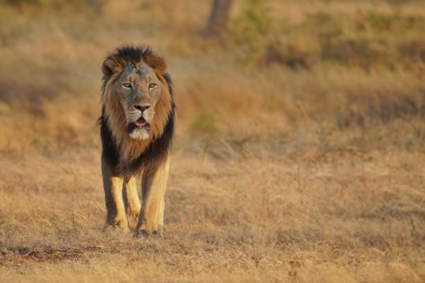 Tracking Lions and Beyond