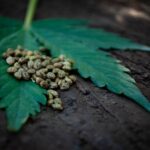 Cannabis Seeds and the Legacy of Sour Diesel