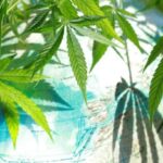 Destination for Cannabis Enthusiasts
