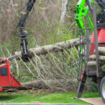 Tree Removal Services on the North Shore