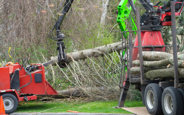 Tree Removal Services on the North Shore