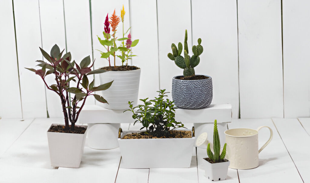 Affordable Pots for Urban Garden Bliss