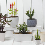 Affordable Pots for Urban Garden Bliss