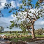 Prepare Your Trees Before a Hurricane