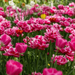 Flower Festivals Around the World