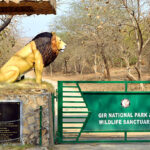 Wildlife in Gir National Park
