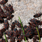 Boxelder Bug Control Services for Homes