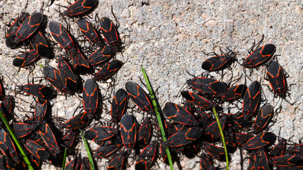 Boxelder Bug Control Services for Homes