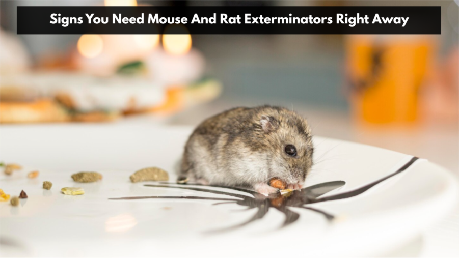 Signs You Need Mouse