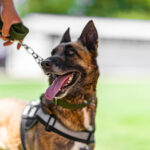 Dog Training Services in Denver