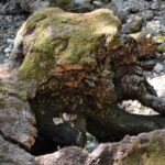 Using Sea Moss for Anxiety: Safety Questions to Ask First