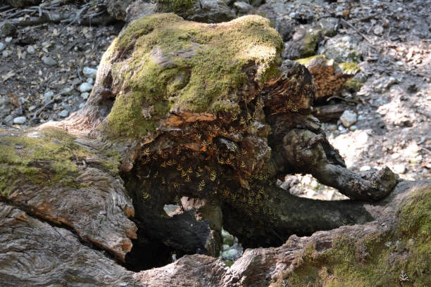 Using Sea Moss for Anxiety: Safety Questions to Ask First