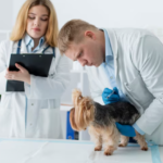 Animal Hospitals