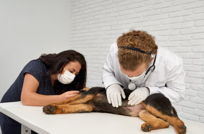 Vets Detect